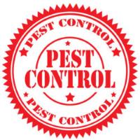 Bee Pest Control Brisbane image 5